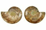 Cut & Polished, Crystal-Filled Ammonite Fossil - Madagascar #282970-1